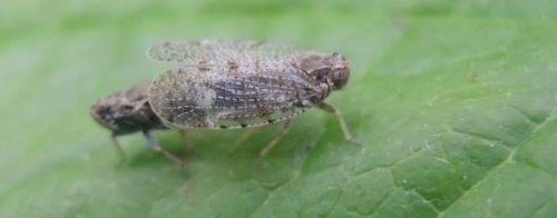 Tachycixius pilosus